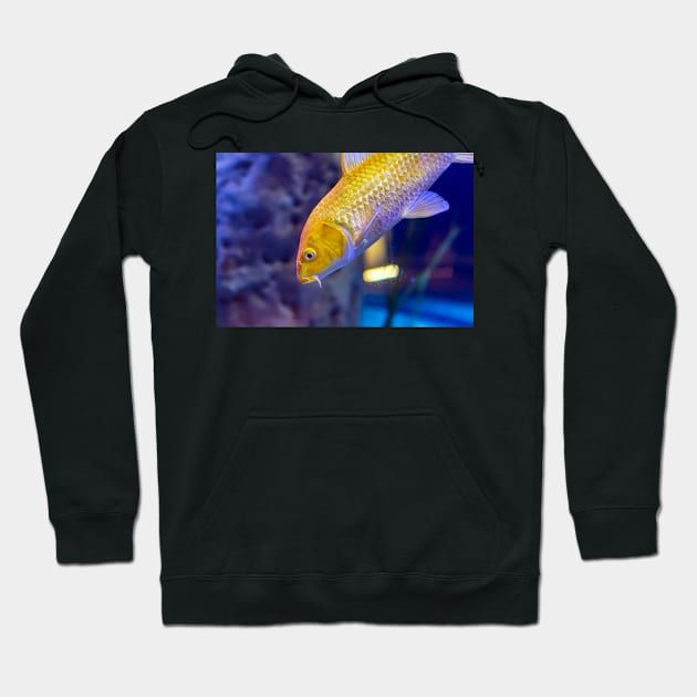 Golden yellow Ogon Koi carp fish Hoodie by lena-maximova